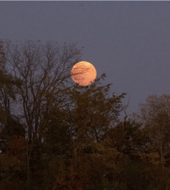 Hunters Moon